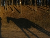 kolo_foto_11d