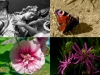 kolo_foto_17d