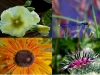 kolo_foto_18d