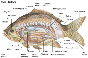 budowa_ryby